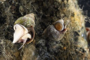 Media type: image;   Malacology 413373 Description: Live specimen image, in situ.;